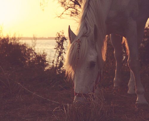 Jene banner