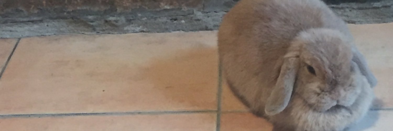 Smarty_Rabbit's profile banner image
