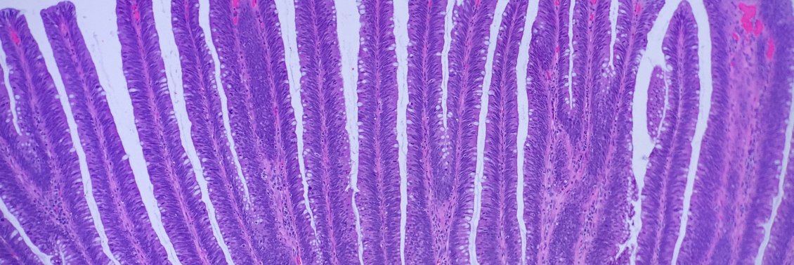 South Bay Pathology banner
