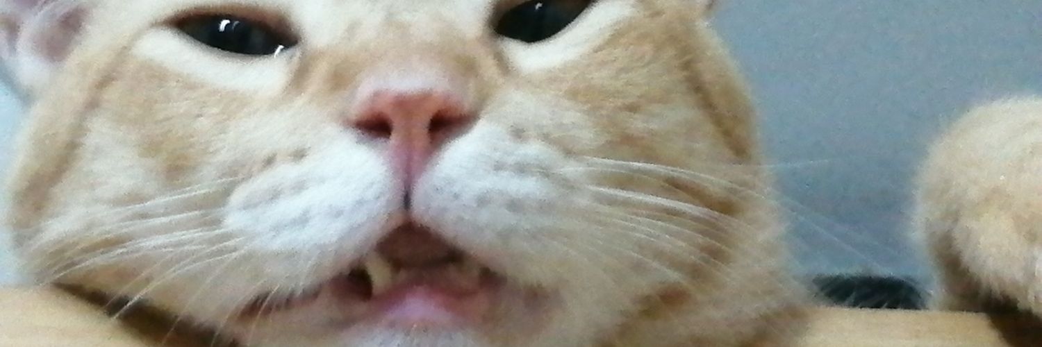 tentennz's profile banner image