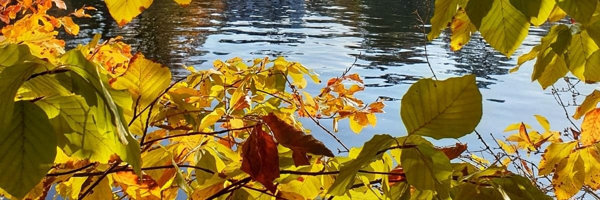 nikola_thurmann's profile banner image