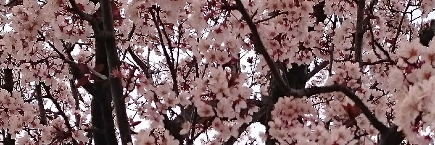 茉莉花べにこ banner