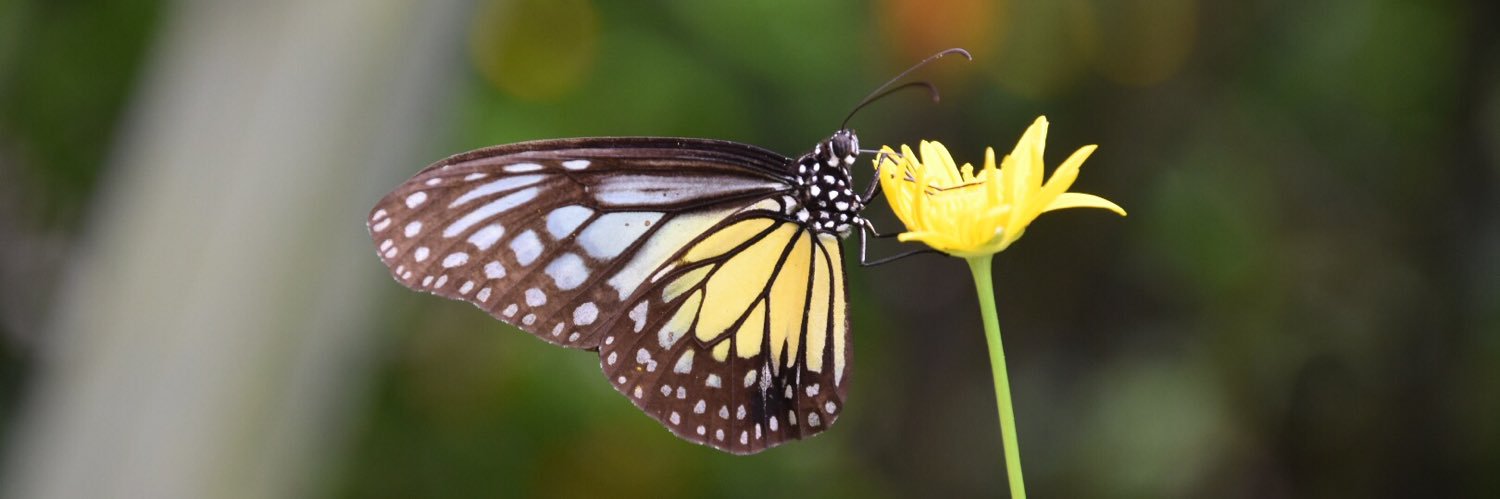 Dr Charlotte Stuart banner