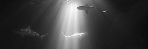sharksuss_'s profile banner image