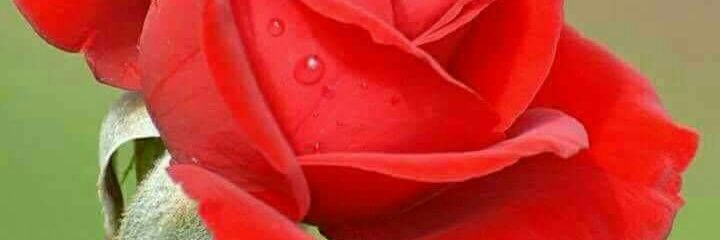 rin33447318's profile banner image