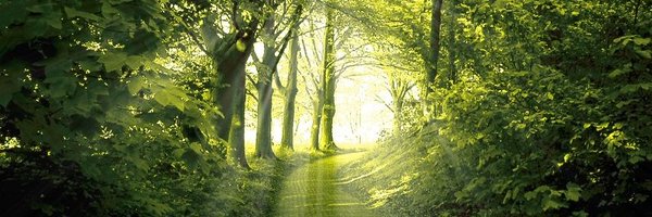 Phlob Profile Banner