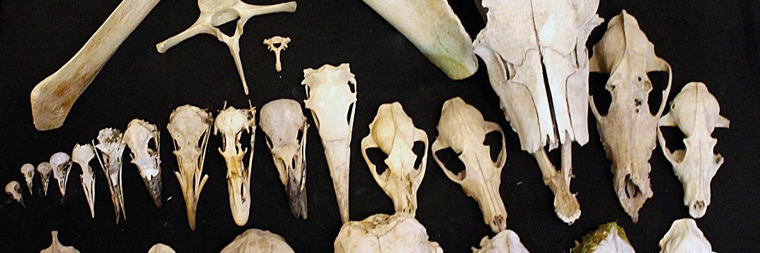 ヱン🐈‍⬛🐱🏴 (Мьюджениксозависимый) banner