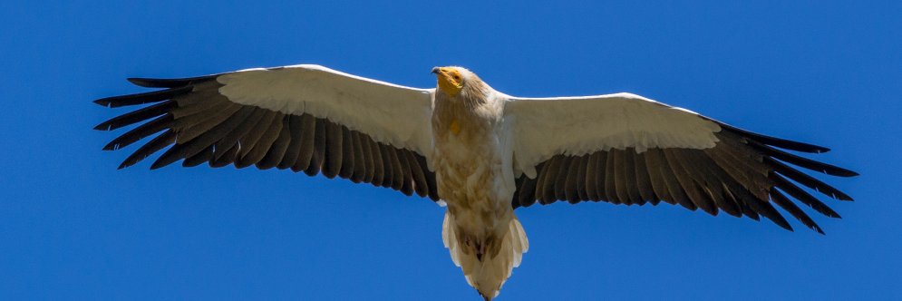 Jon Morant Etxebarria banner