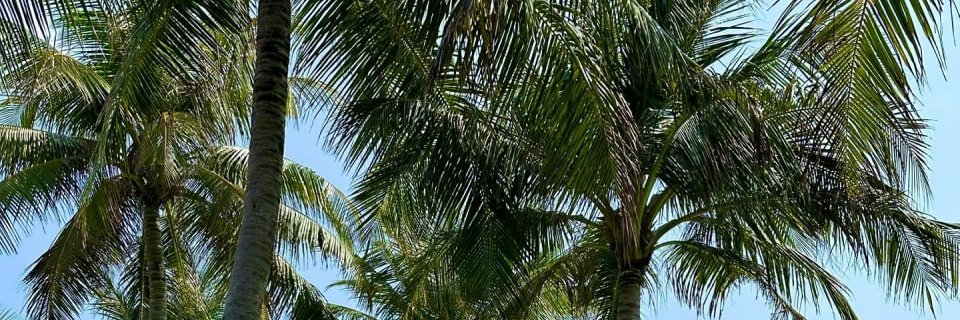 kasmeopt's profile banner image