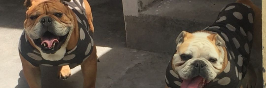 queebin's profile banner image