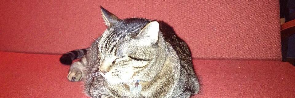 Vicente Ferrer banner