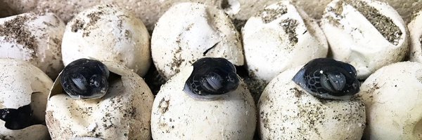 mt_seaturtle Profile Banner