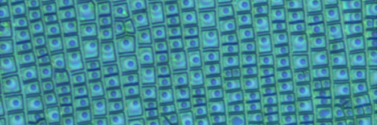 Marco Faustini banner