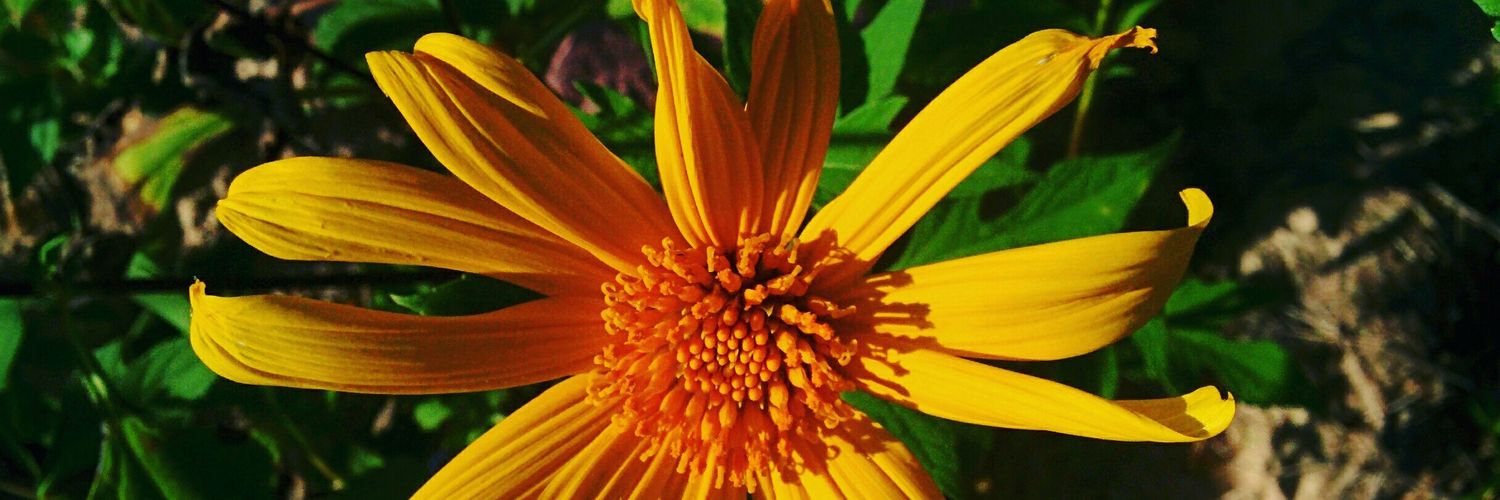 นผ🍯🐝 ft.ผ่องศรี banner