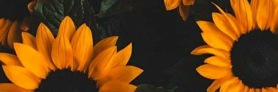 Raven7446's profile banner image
