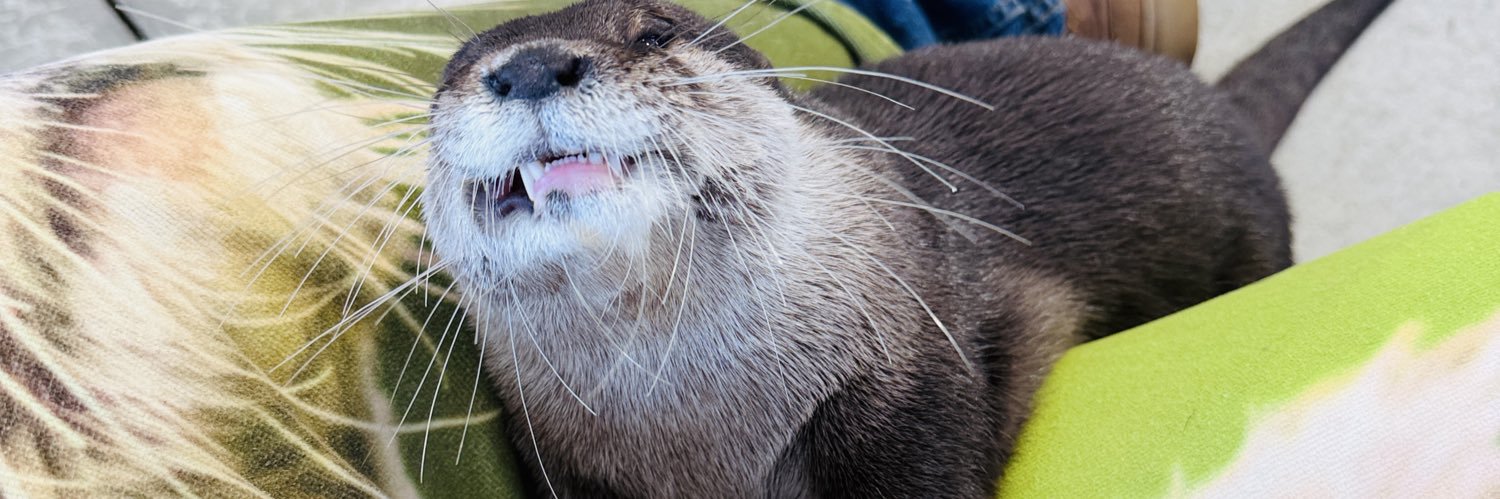 Scrappy Underdog banner