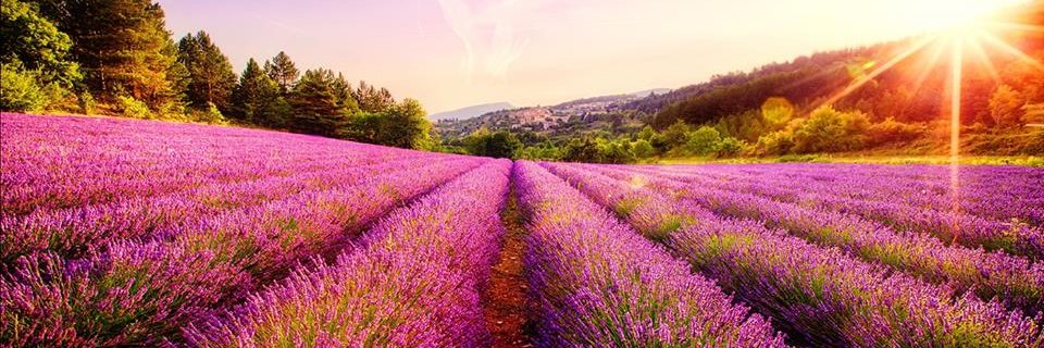 RoseAssia86's profile banner image