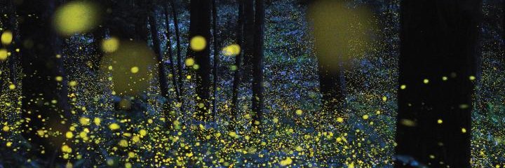 mysterlund's profile banner image