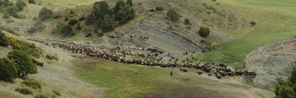 Michael D. Frachetti banner