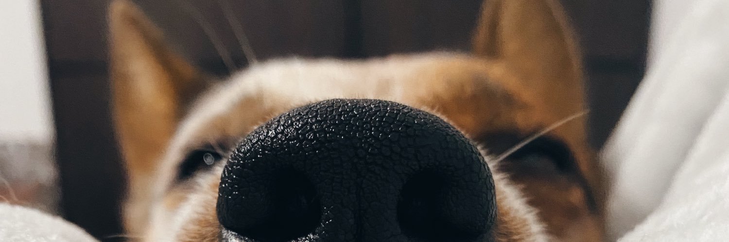 Andre Roa 🐷 banner