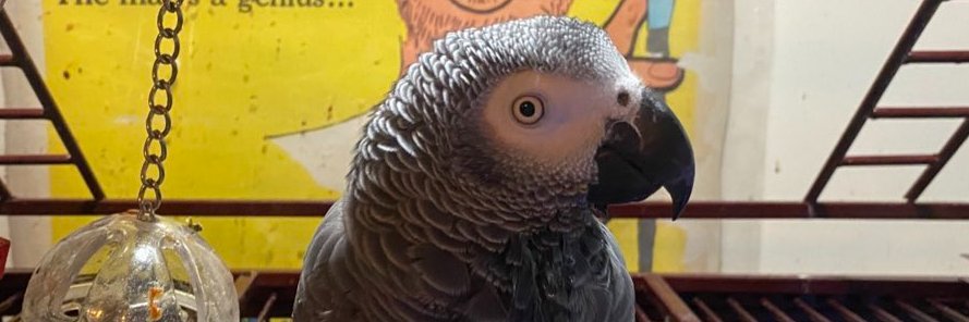 (((Julia Birdstein))) 🦜 banner