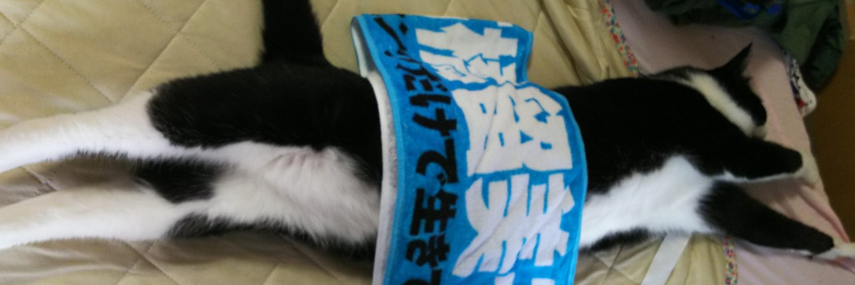 aieuohh's profile banner image