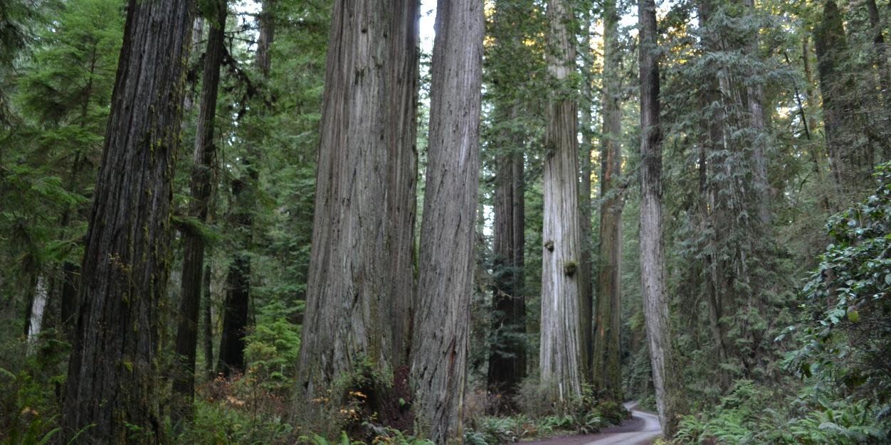 Rodrigo Gómez banner
