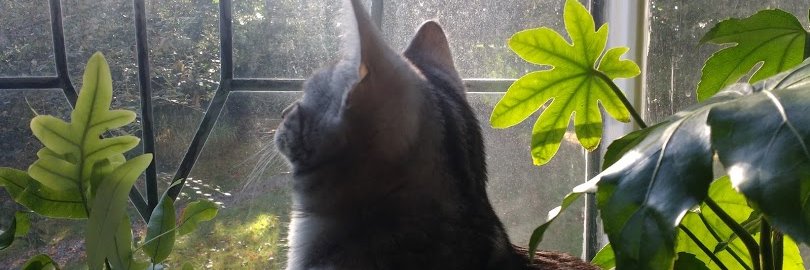 K Mitchell 💚 banner