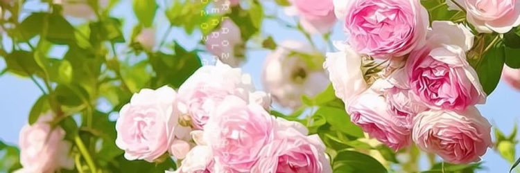Am0ra6's profile banner image