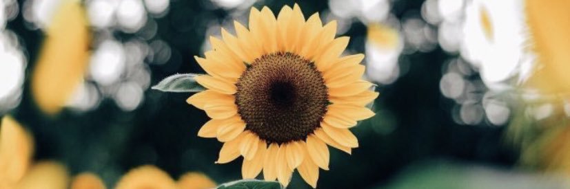 _alshaw's profile banner image