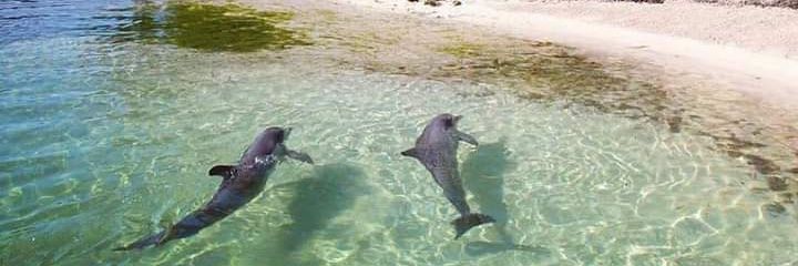 Edith Majonga banner