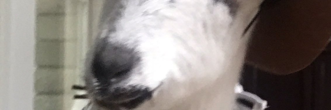 cindyrelish's profile banner image