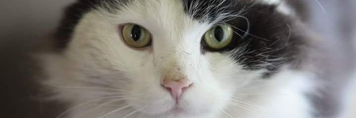 Neznalek666's profile banner image