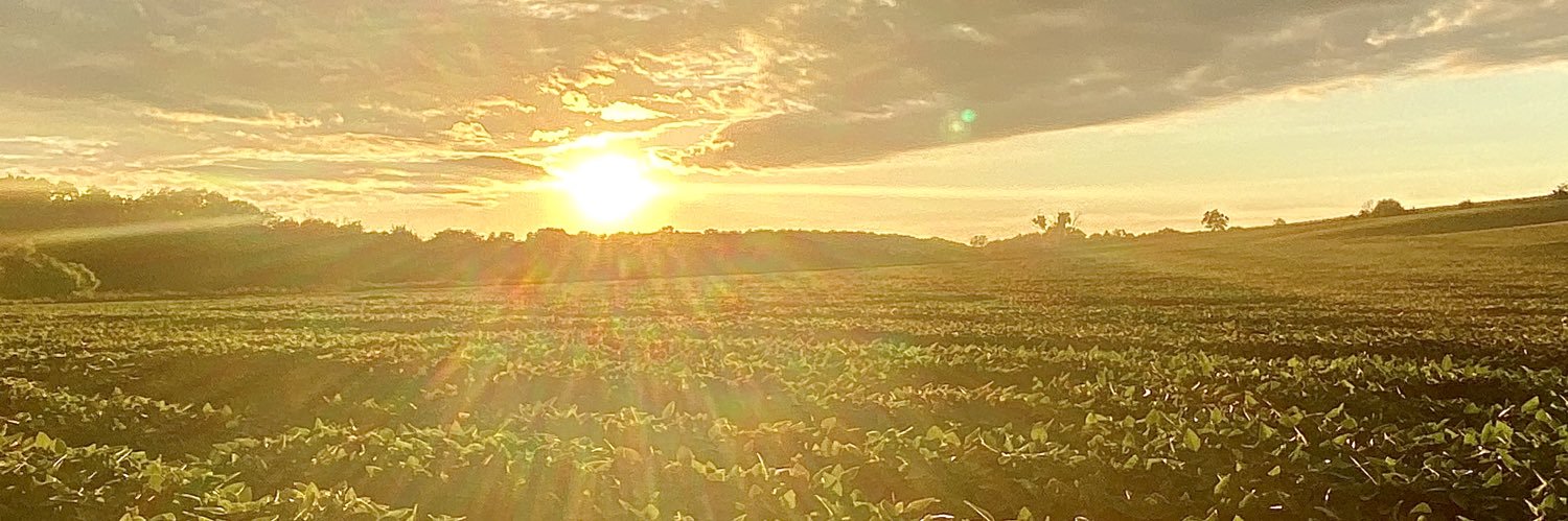 Callie Stribling banner