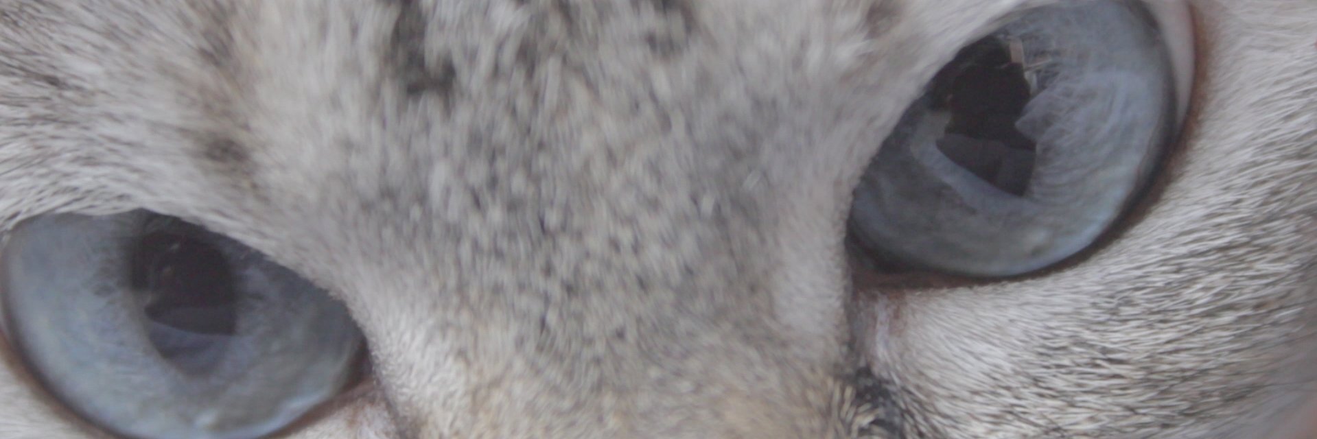 EhhhGato's profile banner image