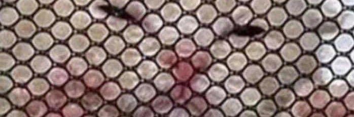 ThrustCarp's profile banner image