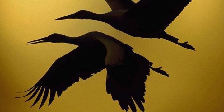 aguspittau's profile banner image