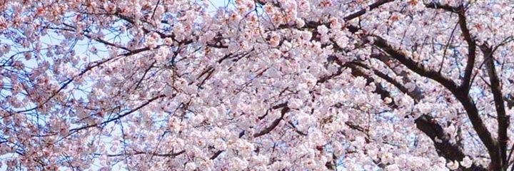 nasipaa's profile banner image