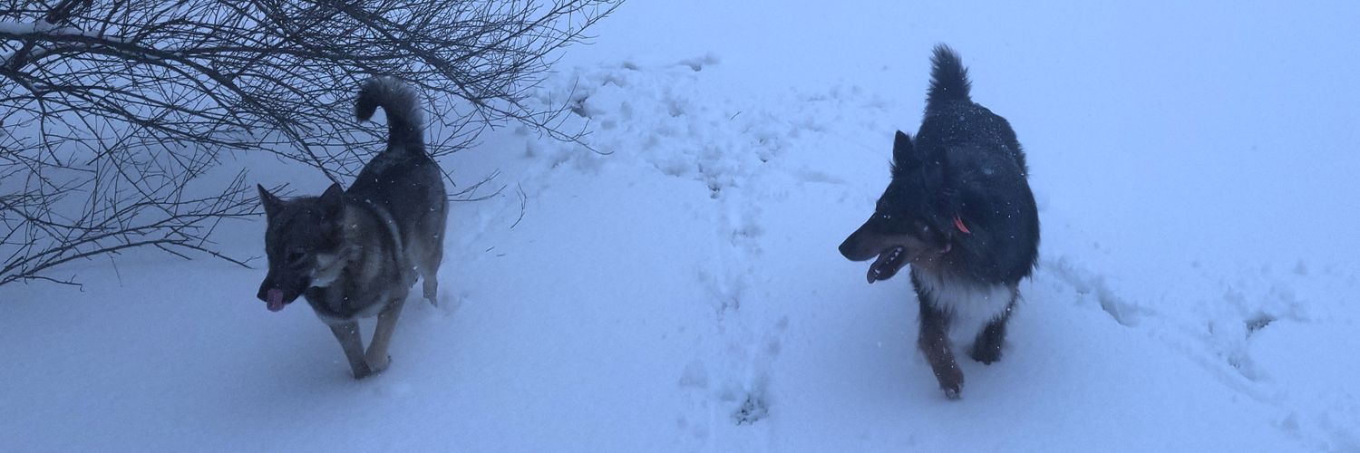 madniggels's profile banner image