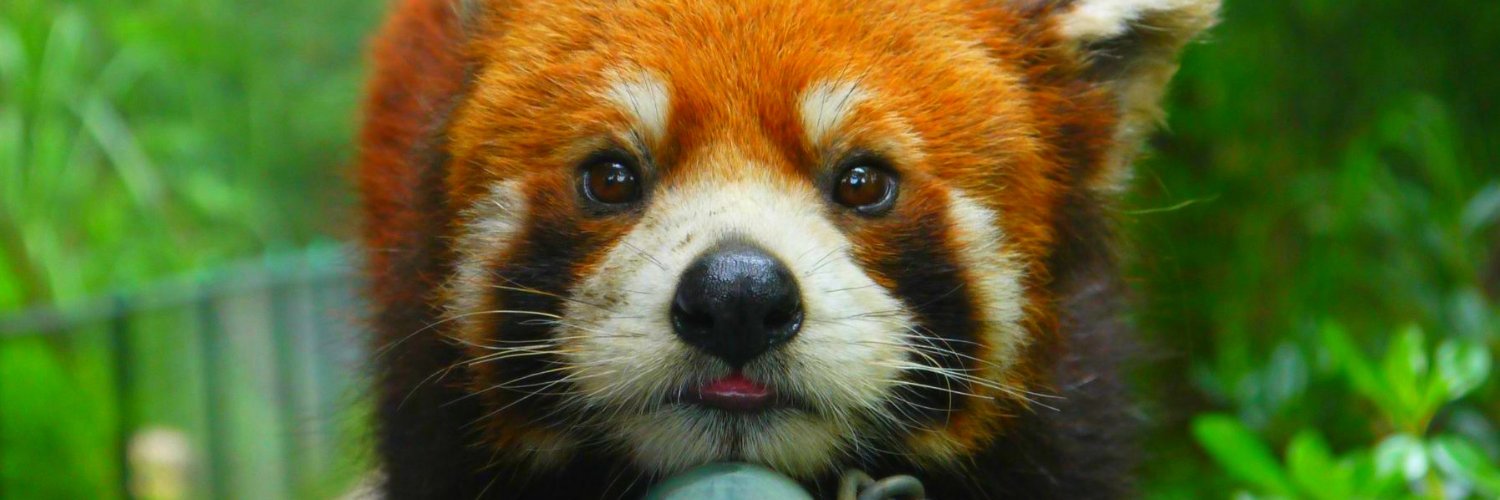 MajorPandaRoux's profile banner image