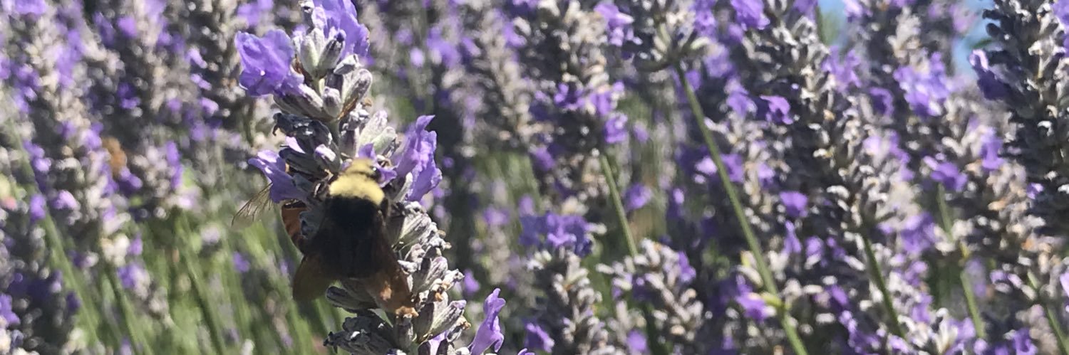 LoraHeiny's profile banner image