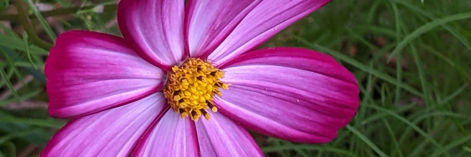 mcarlysle's profile banner image
