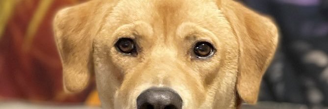 nvkatt_'s profile banner image