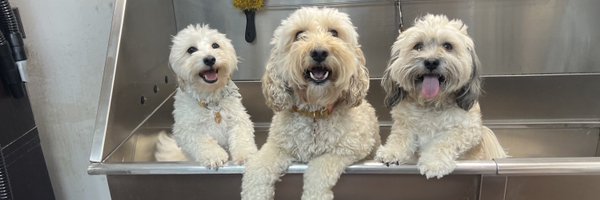 215NFTS Profile Banner