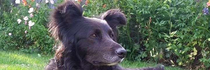 Phil_Wolves's profile banner image