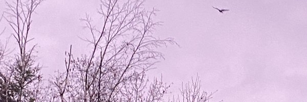 qualityves Profile Banner
