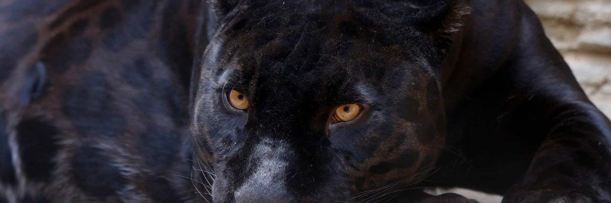 SLewinskey's profile banner image