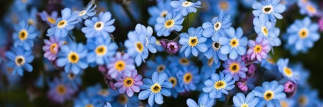 NWForgetMeNots&🌈 banner