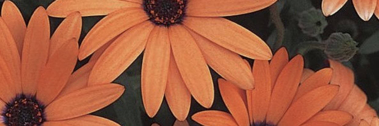 agusbled's profile banner image