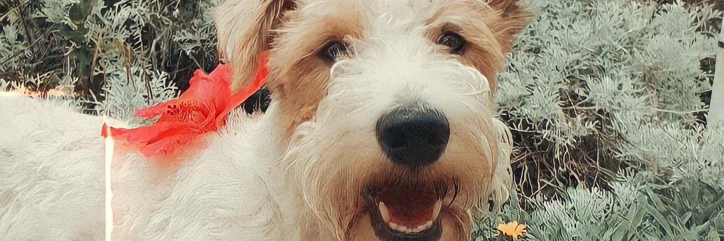 Covacevichmar's profile banner image